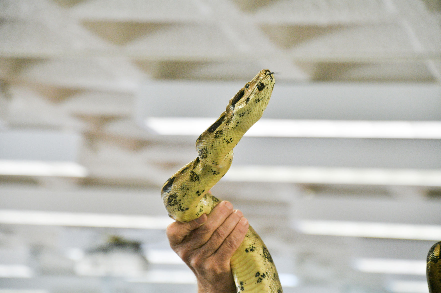 Snake Day at Clara B. Mounce Public Library
